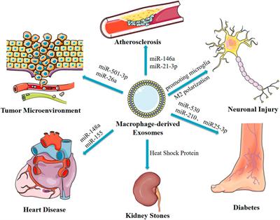 The Biogenesis, Biological Functions, and Applications of Macrophage-Derived Exosomes